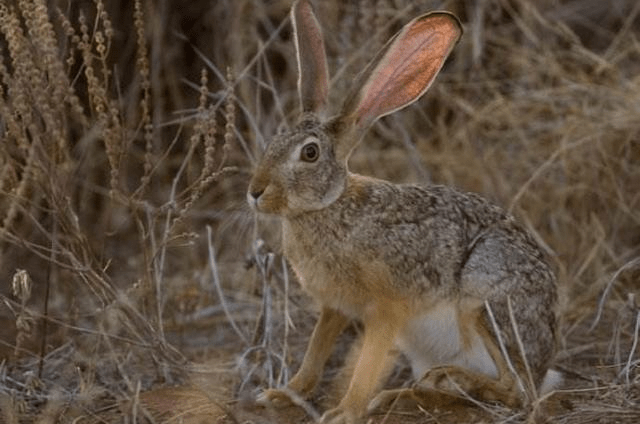 华南兔总结一下野兔大都栖息在农田附近山坡的草丛或者灌木丛中,因为
