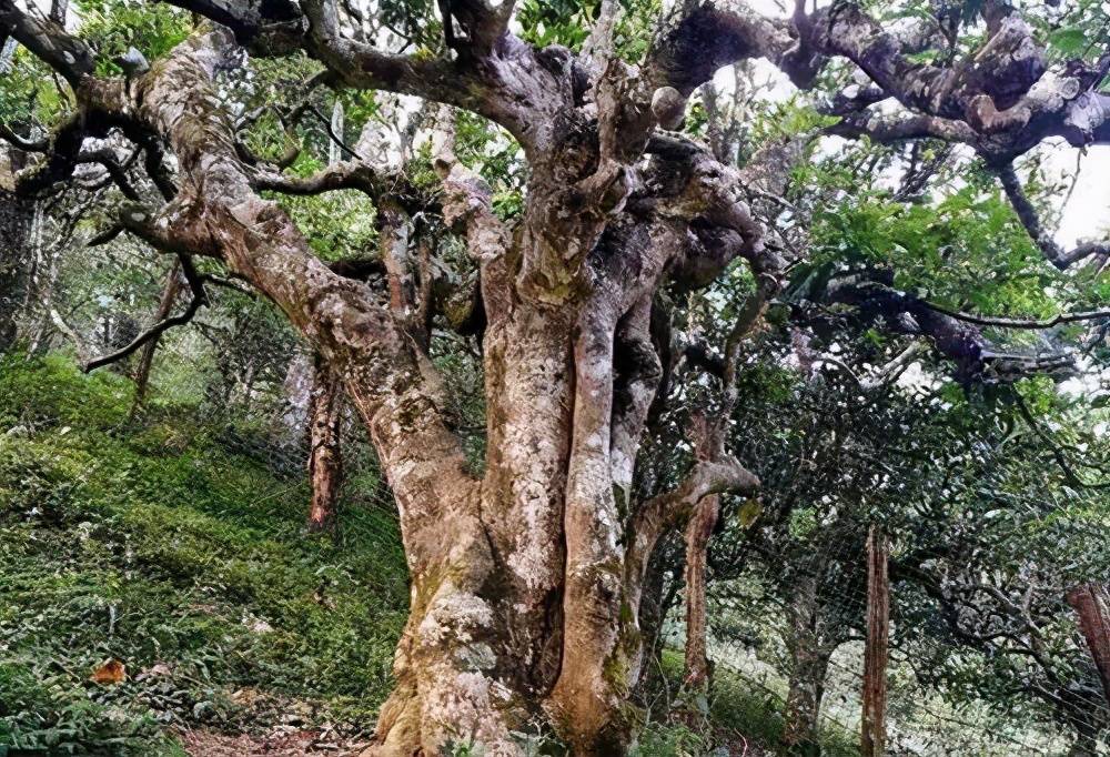 南糯山古树茶生长地主要是在平均海拔1400米的地方.