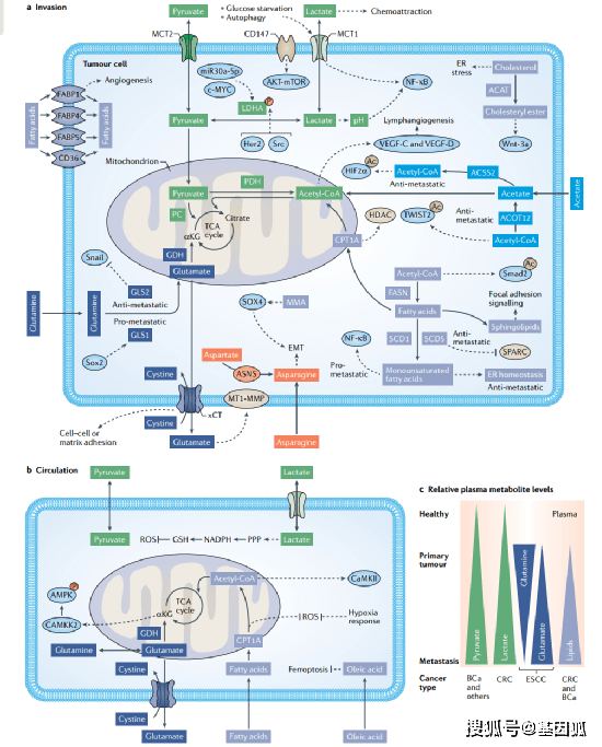 侵袭和运动癌细胞中的谷氨酰胺代谢.