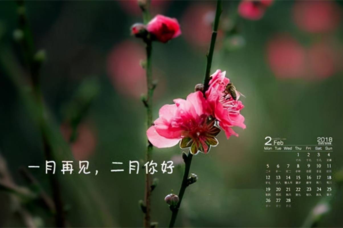 一月再见,二月你好!冬将尽,春可期,愿世间安好,你我皆