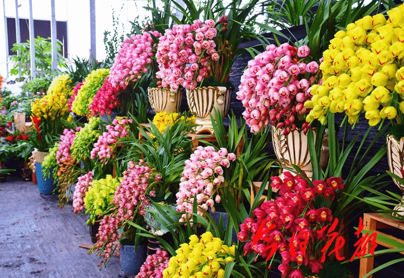 今年花都花卉市场