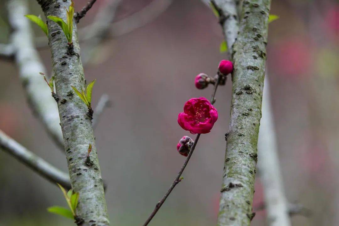 【诗词鉴赏】春天来了,十首立春的诗词,愿你春风十里,春暖花开,春意