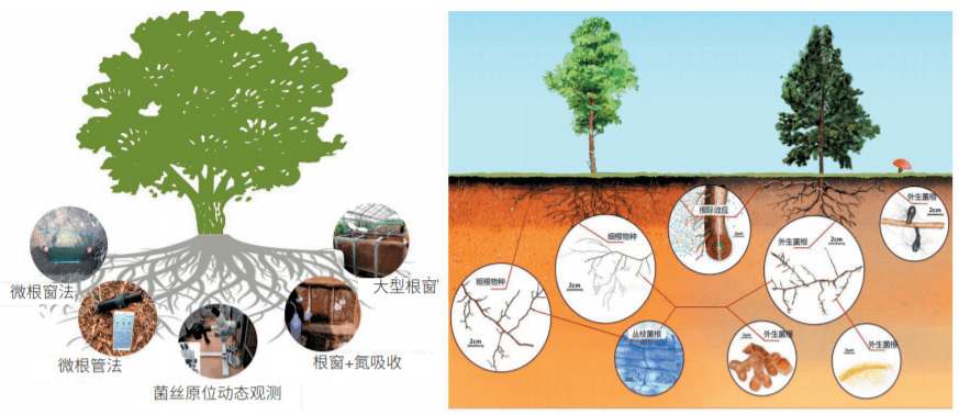 基于长期观测研究支撑亚热带红壤丘陵区森林生态系统恢复与可持续发展