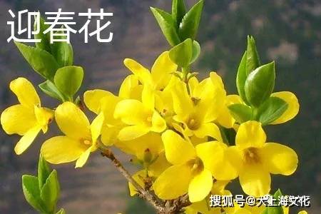 迎春花》组诗 杨延锋_手机搜狐网