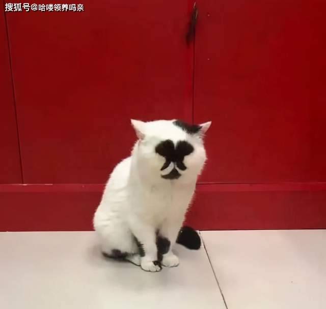 让我们再看一下侧脸 那些年被人们发现的长得奇奇怪怪的奶牛猫,到底