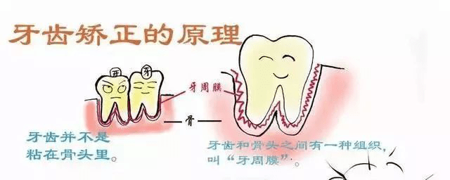 【简单版】从结构图中,可以清晰的看到,牙齿位于牙槽骨中,牙根周围是