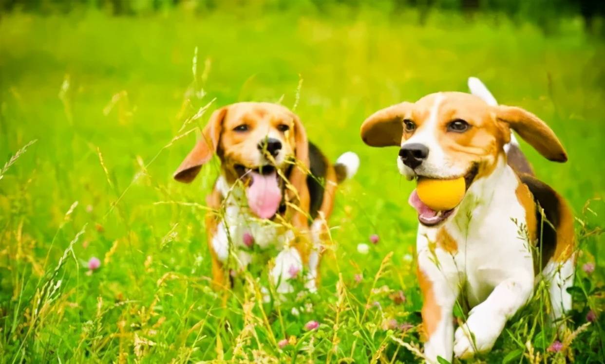 比格犬为什么不建议养?亲人可爱,但跟哈士奇一样精力旺盛