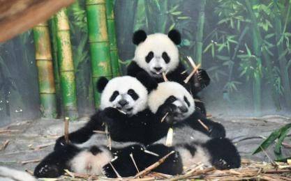 祝福,大人小孩都沉浸在欢乐的嘉年华海洋动物世界春节寒假隆重上演的