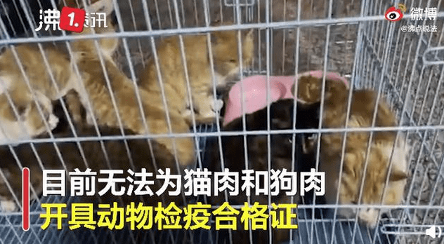 "生杀现卖活猫,19元一斤":偷猫吃猫,犯法!_猫咪