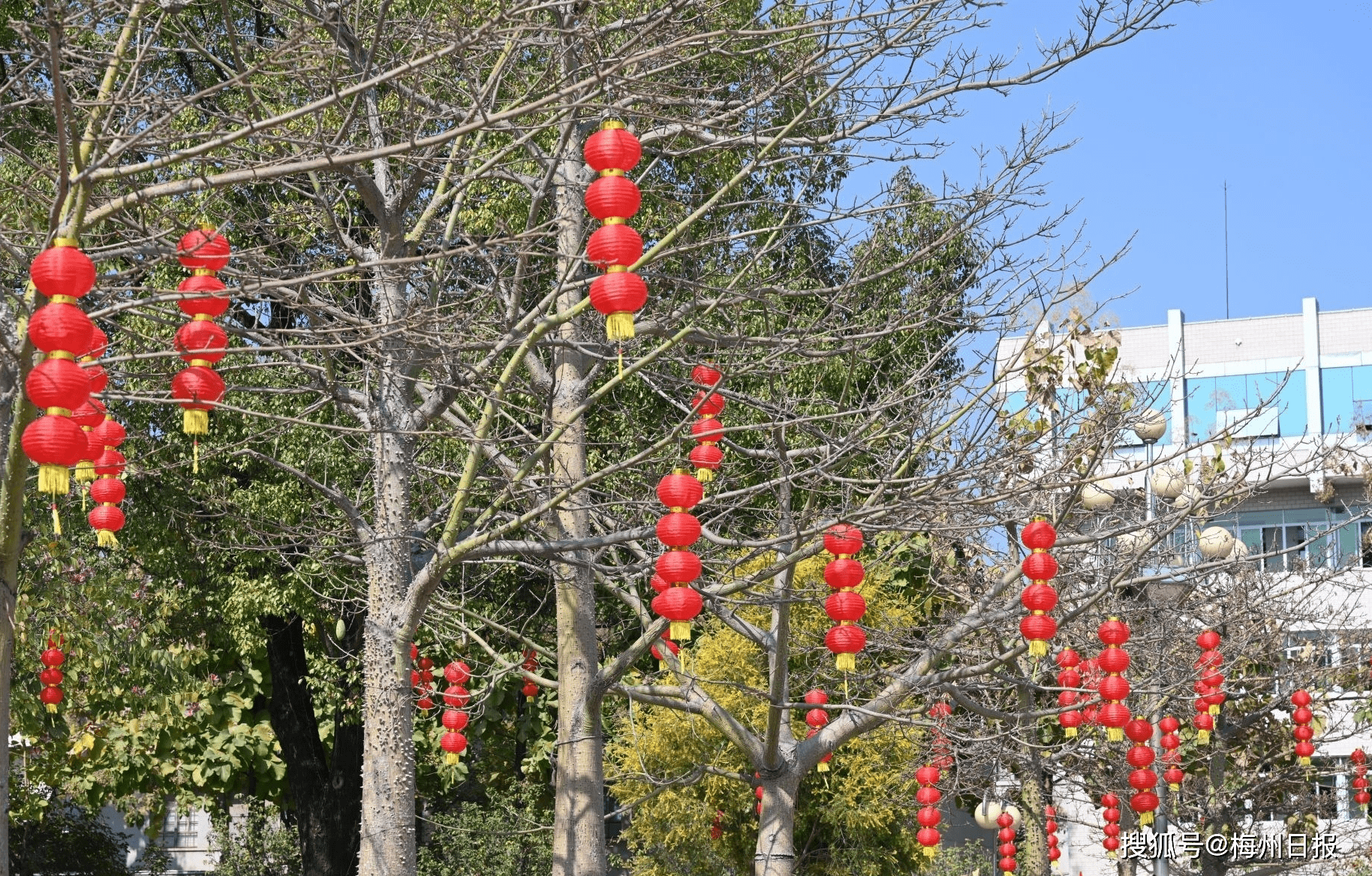 在平远县城人民广场的树上已挂满了红灯笼 ,为节日增添了喜庆气氛 .