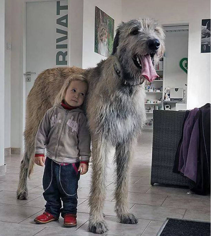 真正的巨犬,世界上最高大的狗,就连狼群都要敬而远之
