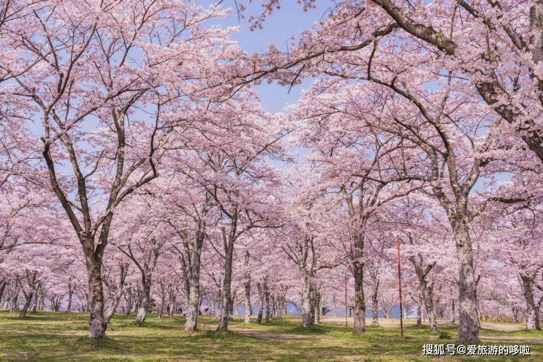 2021年日本樱花前线预测,待疫情好转,我们一起去赏樱吧!