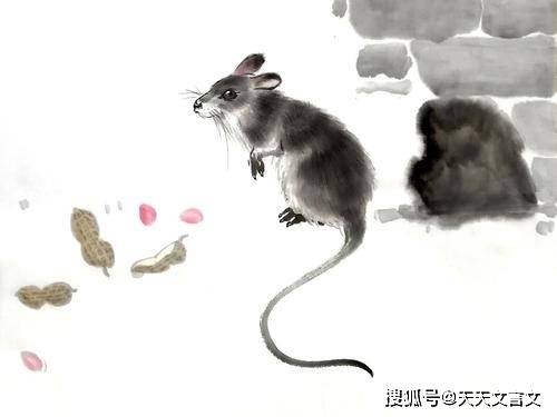 经典文言文赏析《越人溺鼠》_老鼠