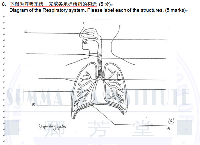 呼吸系统解剖图模拟考