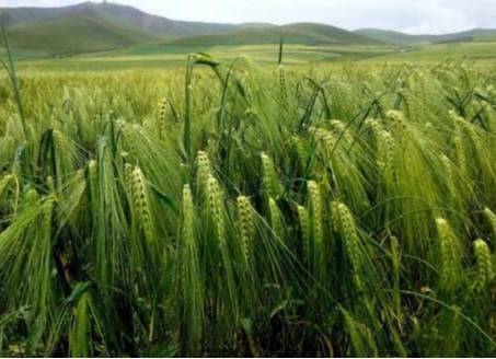 青稞是我国藏区对多棱裸粒大麦的统称,是我国特有的一种高蛋白,高纤维