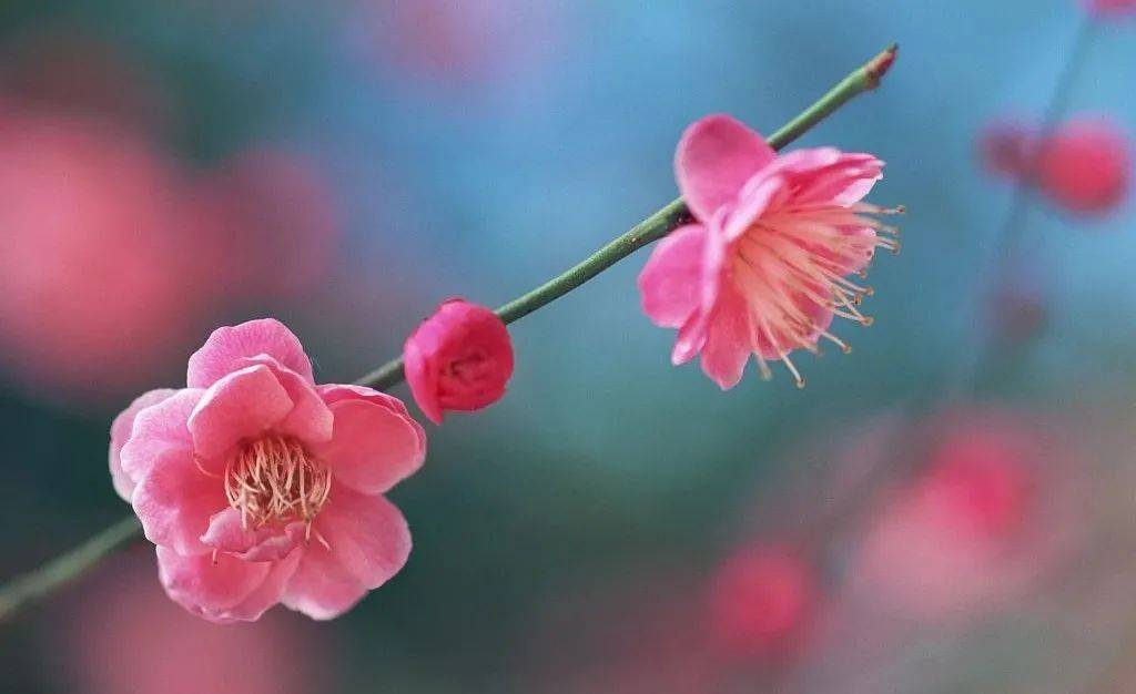 新春梅花大赏 | 2021,仙村送你一朵小红花