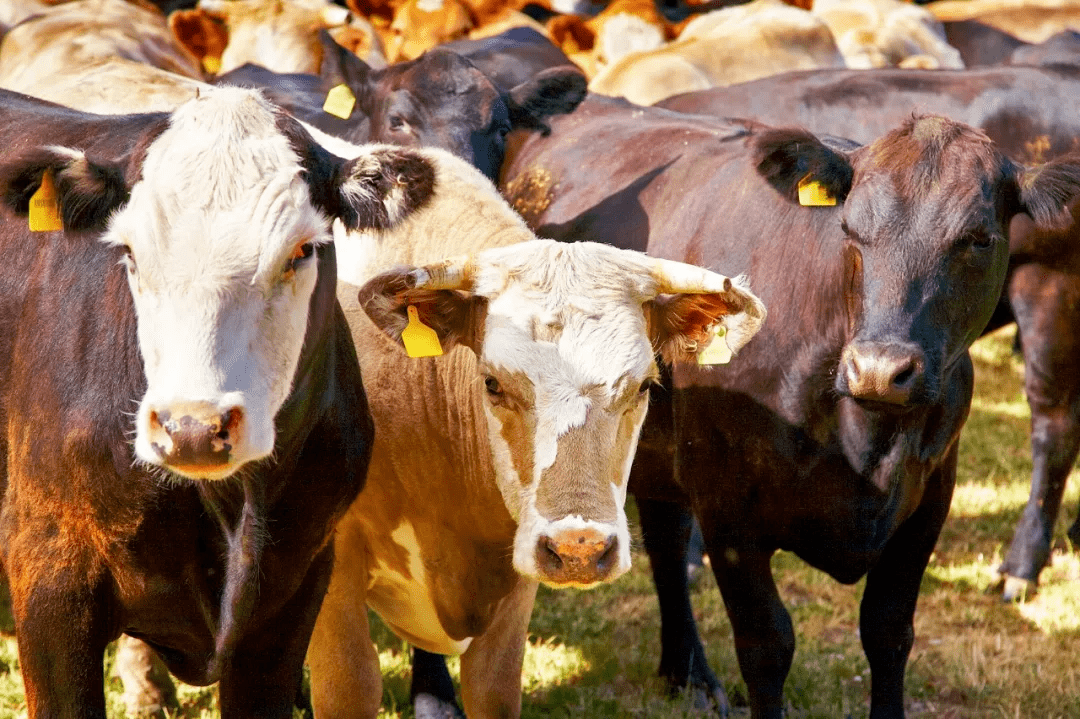 "牛年"用英文怎么说?cow,bull,ox 还是cattle?