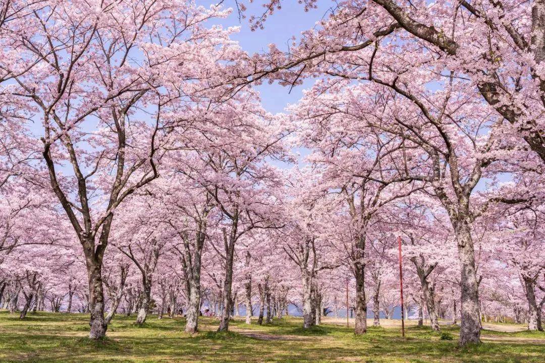 仙台和福岛预计4月1日开花,6日山形樱花接续开放,樱花前线将向着日本