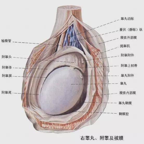 男性蛋疼和女性分娩痛,哪个更痛不欲生,来看女人体验蛋疼的反馈