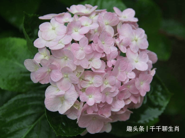 "福气蛇"过了43岁,一定要花一分钟好好看看,特别强调77年的!