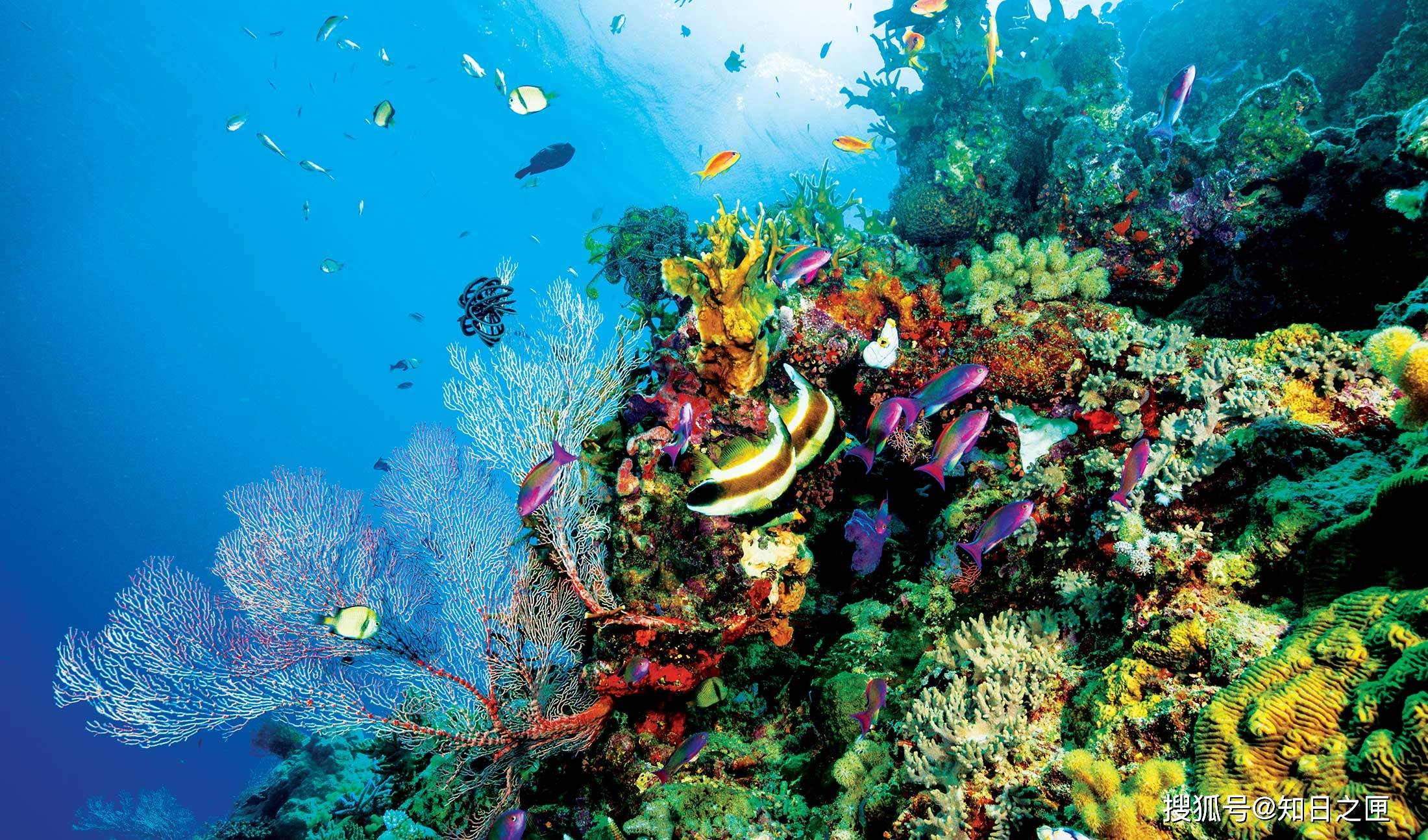 拥有全世界最古老的雨林和最大的珊瑚礁!令人难忘的纯净自然!