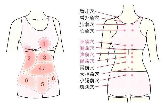 其他涂抹部位如背部脊椎两侧(肝,胆,脾,胃的俞穴)或肝胆经循行路径