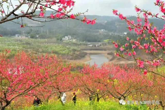 重庆永川圣水湖桃花岛正式开园啦