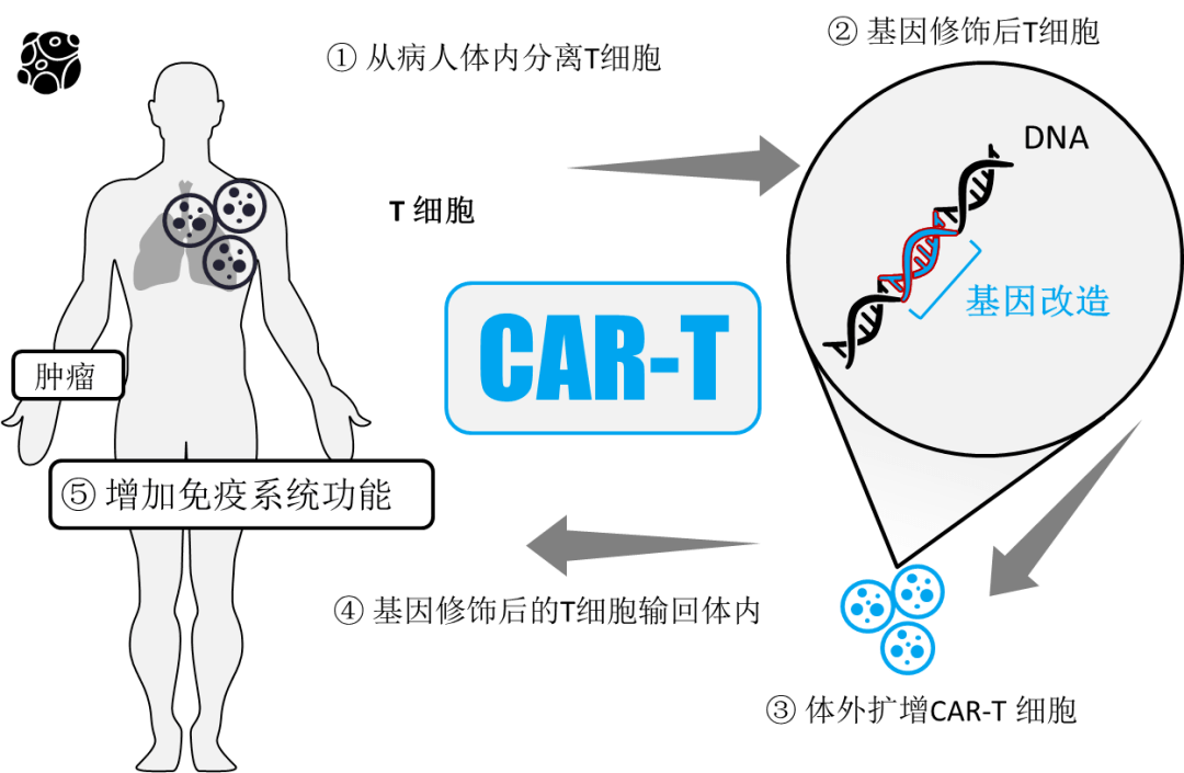 用免疫细胞治病救命,全球第四款car-t疗法上市