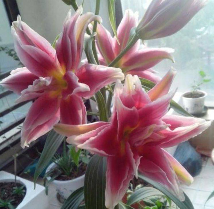 养人又旺财的4种花,开起花来"拦"不住,财运亨通,旺运一整年