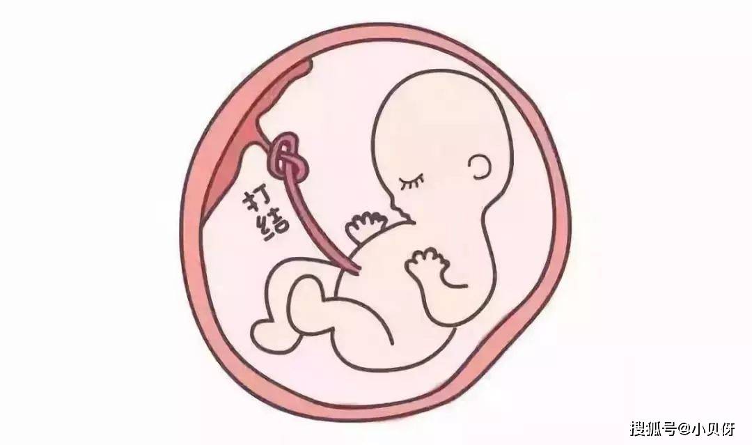 原创孕妈在怀孕后,不同孕期阶段胎儿的发育概况,新手爸妈需了解