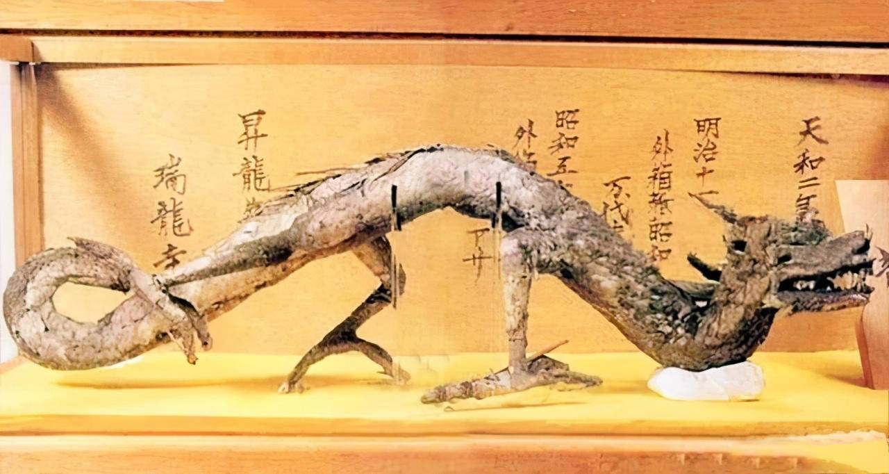 日本瑞龙寺镇寺之宝真龙标本之谜专家为何不测dna验证