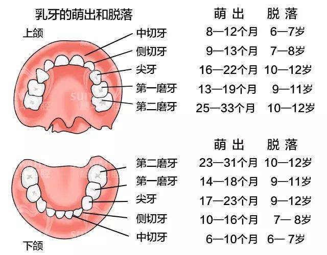 儿童换牙时间表如果乳牙比正常自然脱落时间早很多,那就要注意是否为