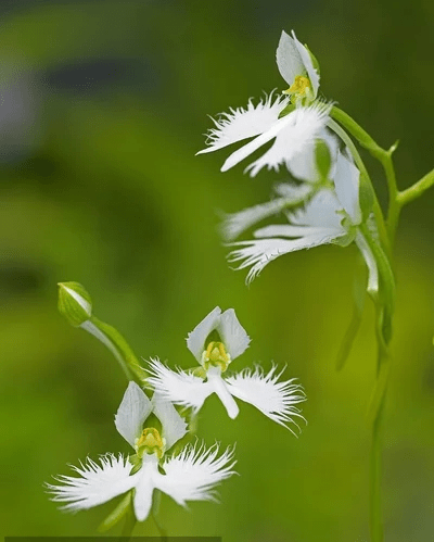 盘点世界十大奇异植物---3.白鹭花