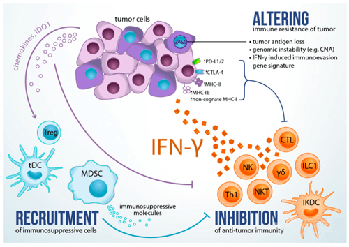 尤其是干扰素γ(ifn-γ)这种重要的促炎细胞因子,已被证明与各种类型