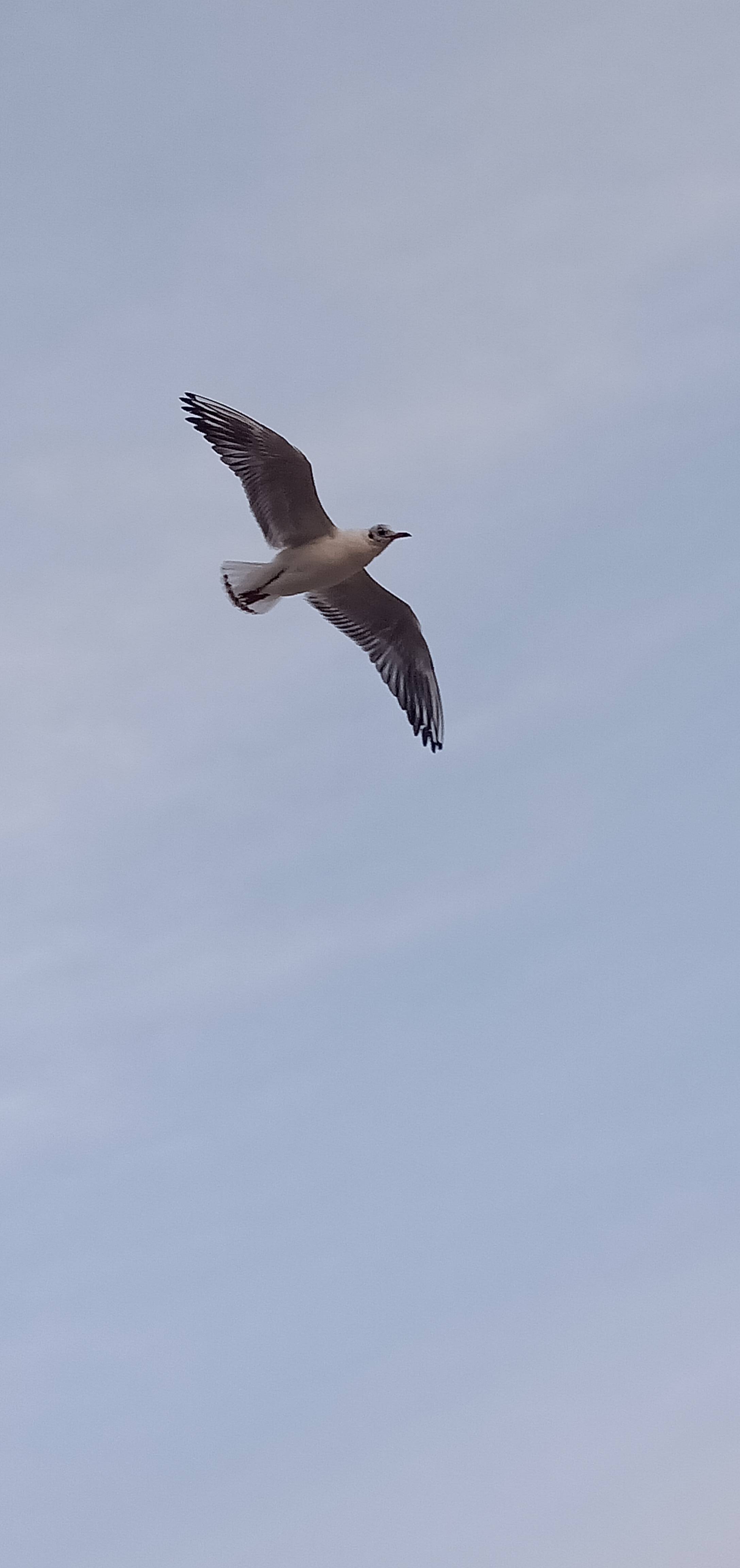 展翅飞翔的海鸥