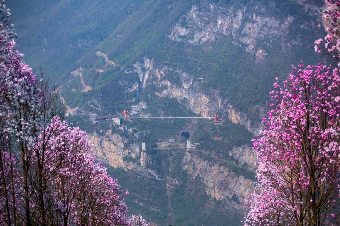 绵阳九皇山花溪景的辛夷花灿烂盛放 惊艳众人