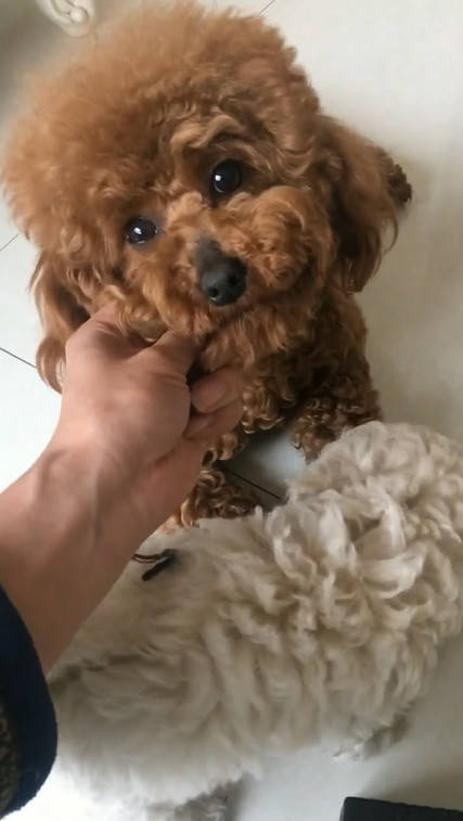 小泰迪狗狗二哈附体,咬坏了主人的电车充电器,还给别狗狗做示范