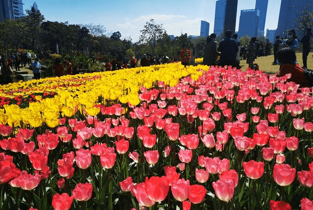 深圳中心区郁金花海旅游全攻略来了!深圳春节网红景点