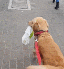 新手收藏!养狗必备物品清单,集齐这些再去接狗狗回家哦