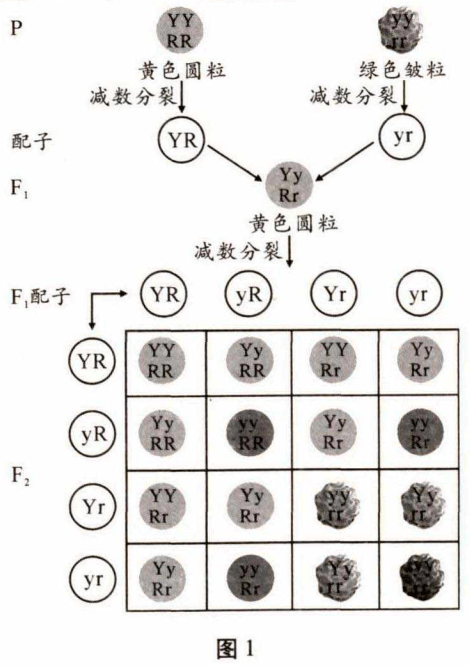 解题技巧丨遗传定律计算方法的应用_配子