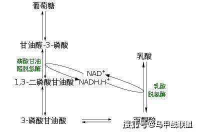 因为肌肉堆积大量乳酸