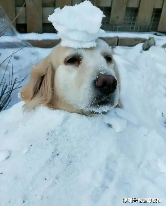 派式娱乐昨天派派去玩了最后一场雪