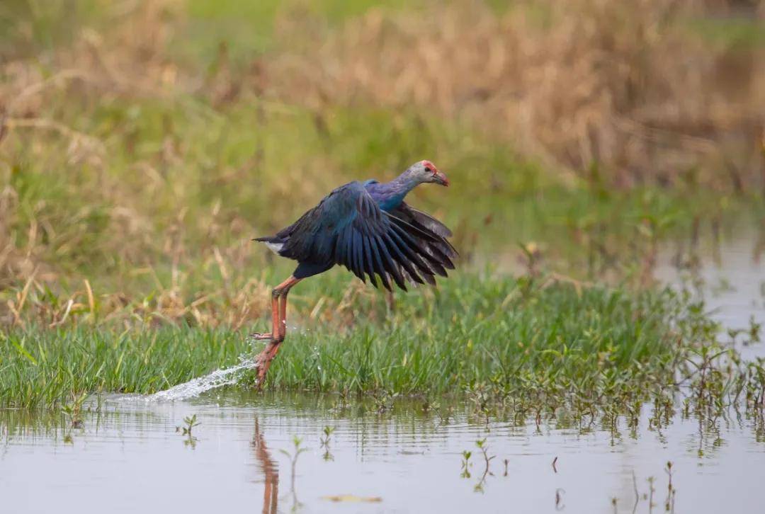 国家二级重点保护动物黑背紫水鸡现身潮阳区河溪,西胪