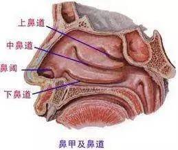 潍坊耳鼻喉专家普及什么是鼻甲肥大?_鼻腔