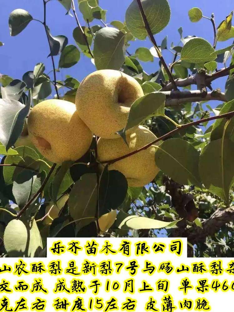 山农酥梨树苗-一个晚熟优质梨新品种