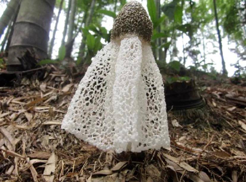 穿网纱裙子的蘑菇草八仙之一汤鲜味美有两个部分不能要