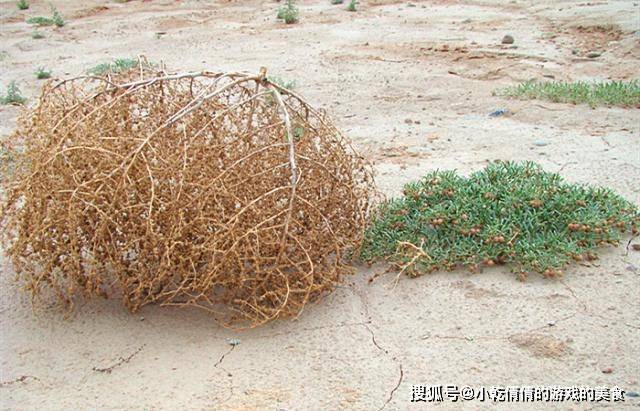 具体做法是,把蓬蓬草挖出来,晾晒干透.