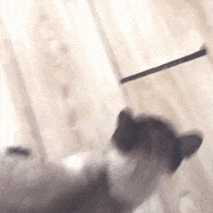 原创坏猫把乌龟翻了个底朝天主人呵斥它翻过来猫咪听后竟这样做主人笑