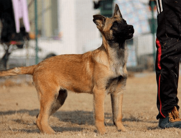 马犬是很聪明的,要训练马犬的话一点都不难,而且也正因为马犬的智商