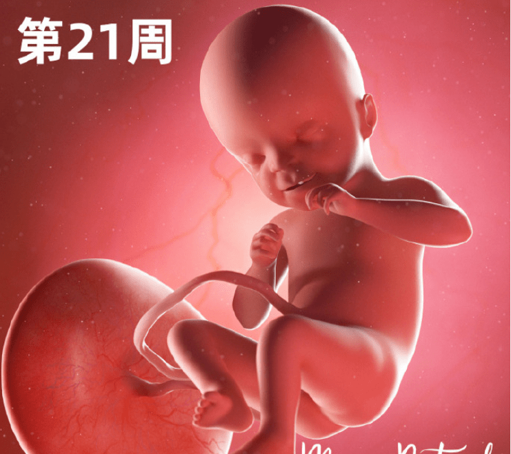 原创一组高清过程图告诉你胎宝在妈妈子宫是怎么成长的生命真神奇